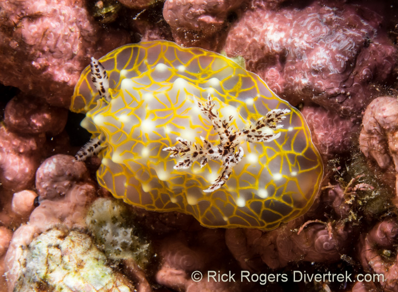 Gold-lace nudibranch, Halgerda terramtuentis.