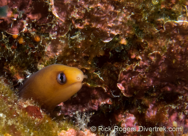 Dwarf Moray eel.