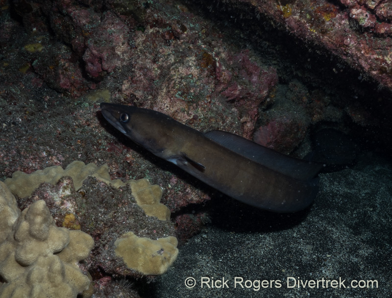 Hawaiian mustache conger eel.