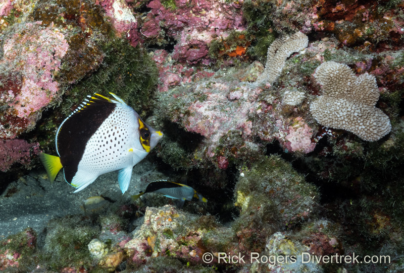 Tinker's Butterflyfish.