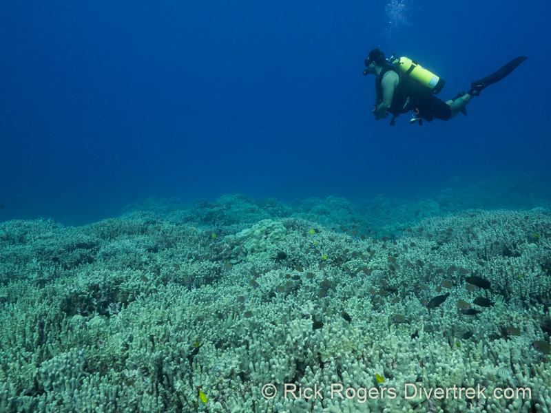 Diving the Big Island, Hawaii.