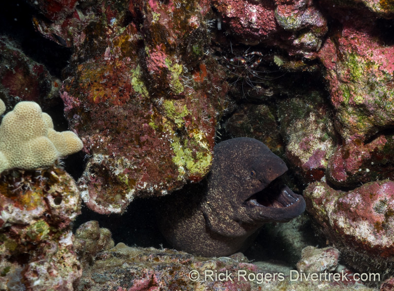 Yellowmargin Moray eel.