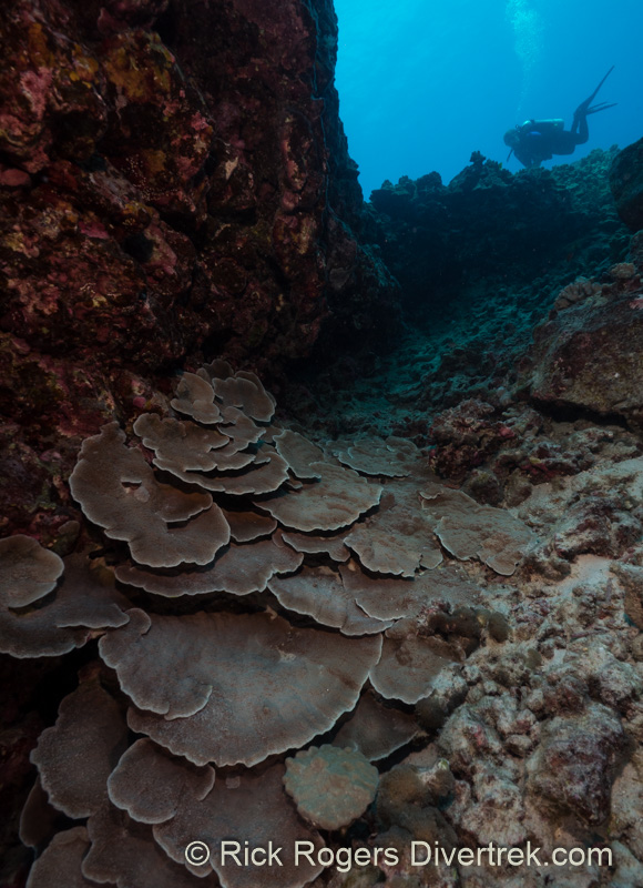 Diving Kona Hawaii.