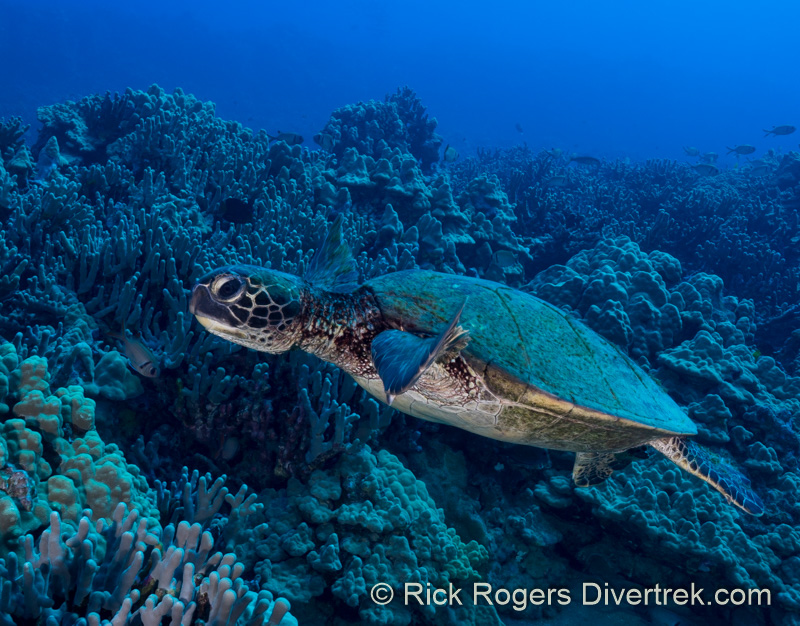 Hawaiian Green Sea turtle.