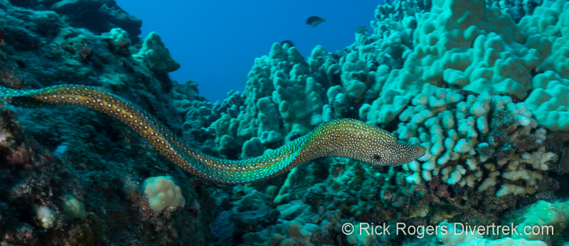 Whitemouth moray, Hawaii.