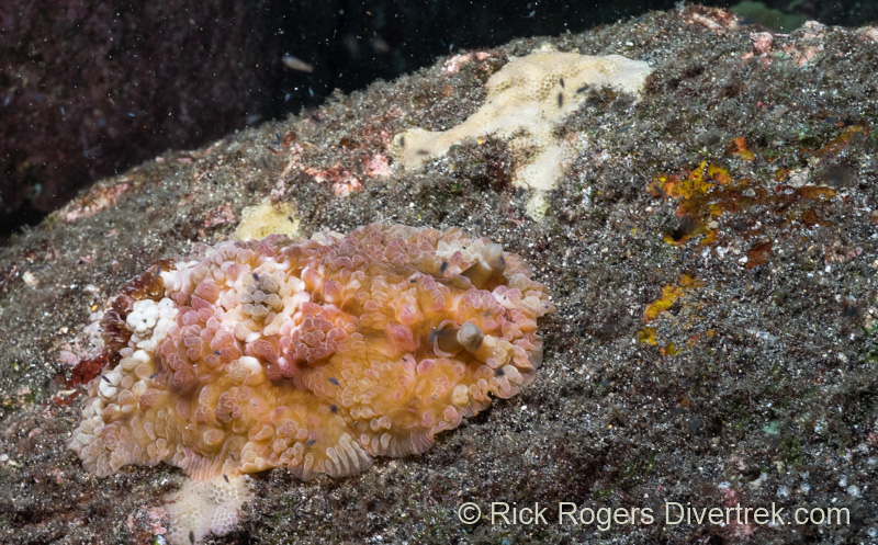 Dendrodoris tuberculosa, or the Tuberculous nudibranch.