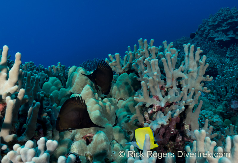 Butterflyfish black phase.