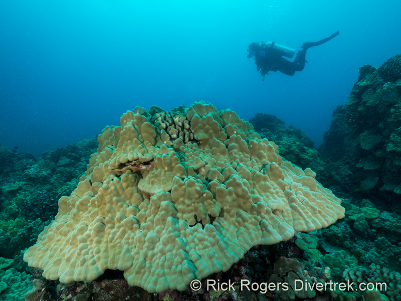 Mountainous star coral at Hawaii.