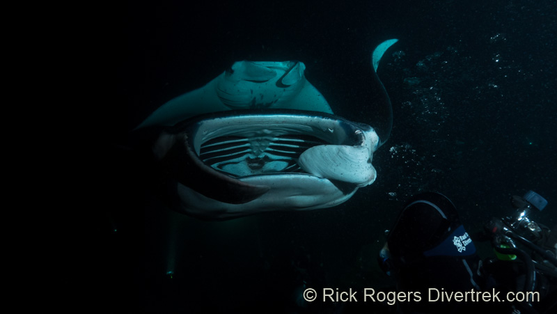 Manta rays of Hawaii.