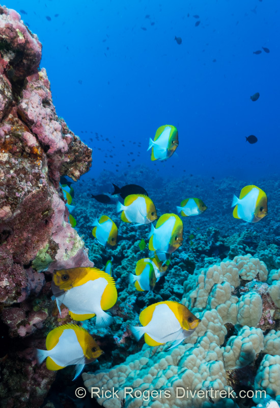 Diving Kona Coast, Hawaii.