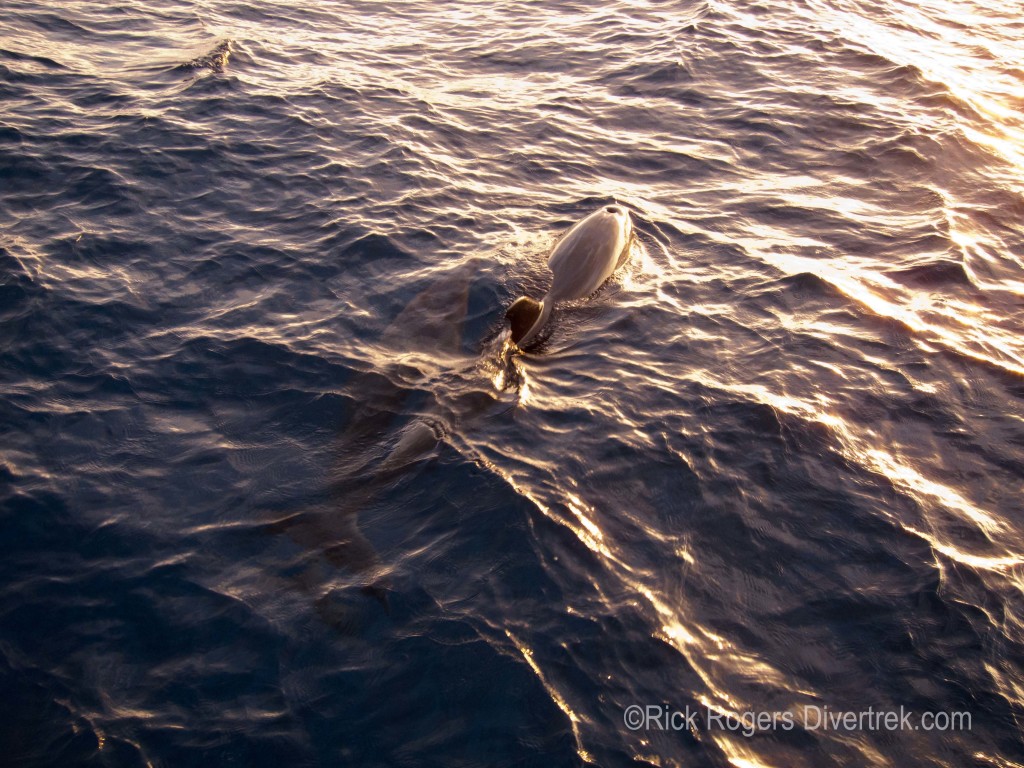 Hawaii_Dolphins