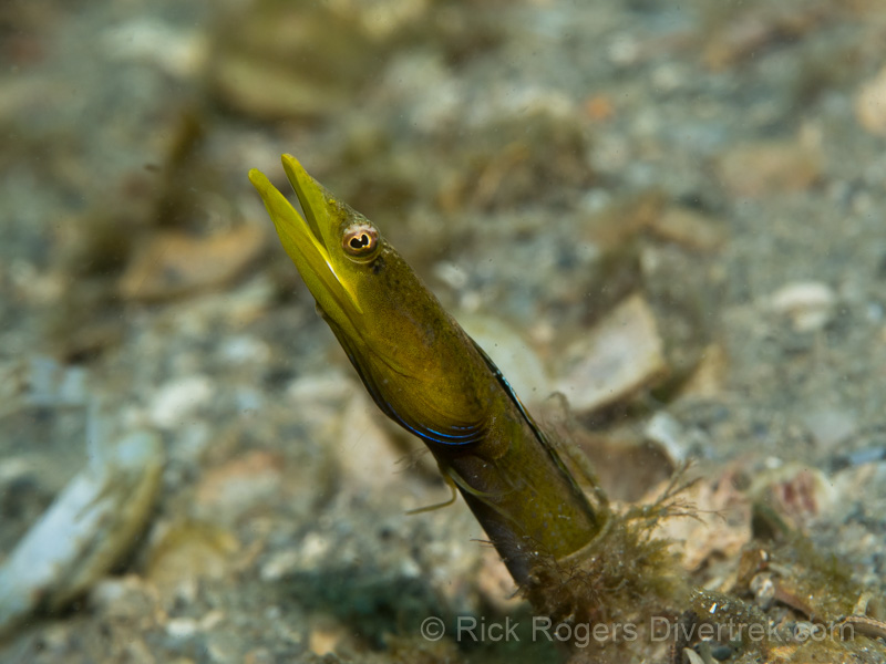 Male Bluethroat Pikeblenny.