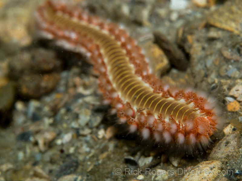 Bearded Fireworm at Blue Heron bridge, Florida.