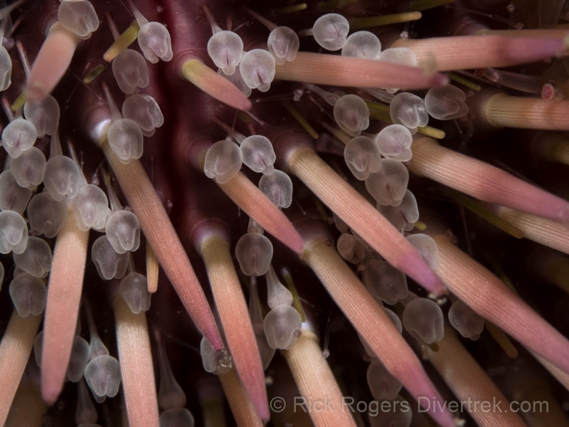 Sea urchin structures, at Blue Heron bridge, florida.