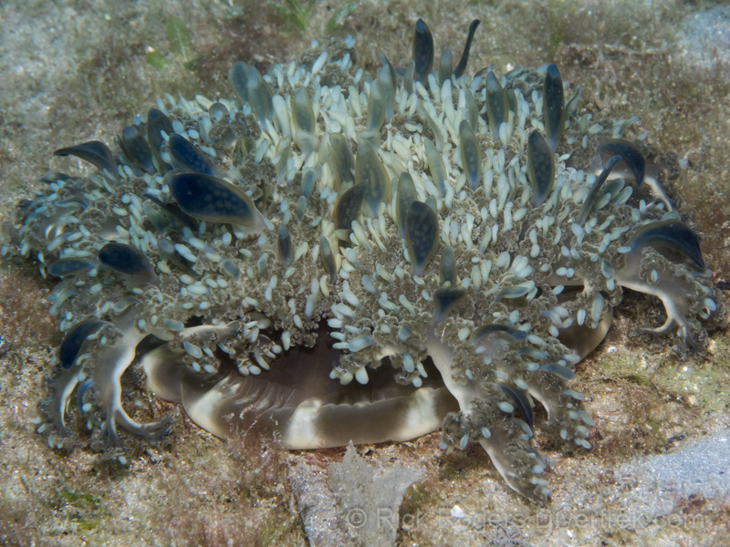 Upside-down jellyfish, Blue Heron bridge, Florida