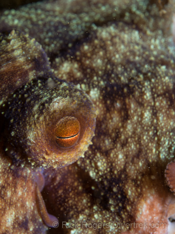 Octopus vulgaris, or common octopus, Phil Foster Park, florida.