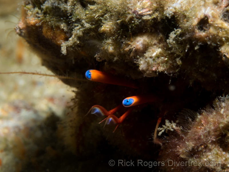 Hermit crab, Phil Foster Park, florida.