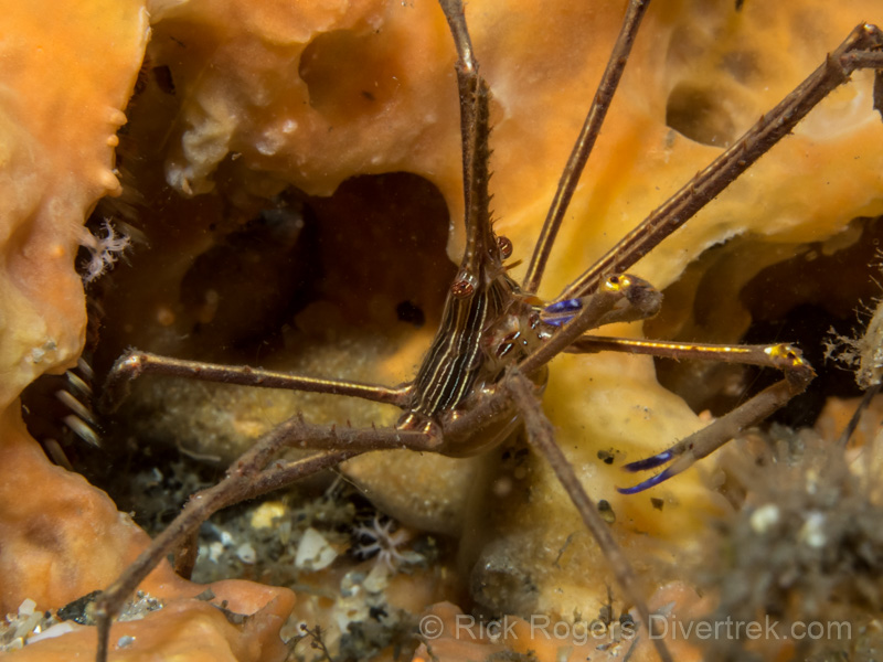 Feeding Arrow Crab, Phil Foster Park, florida.