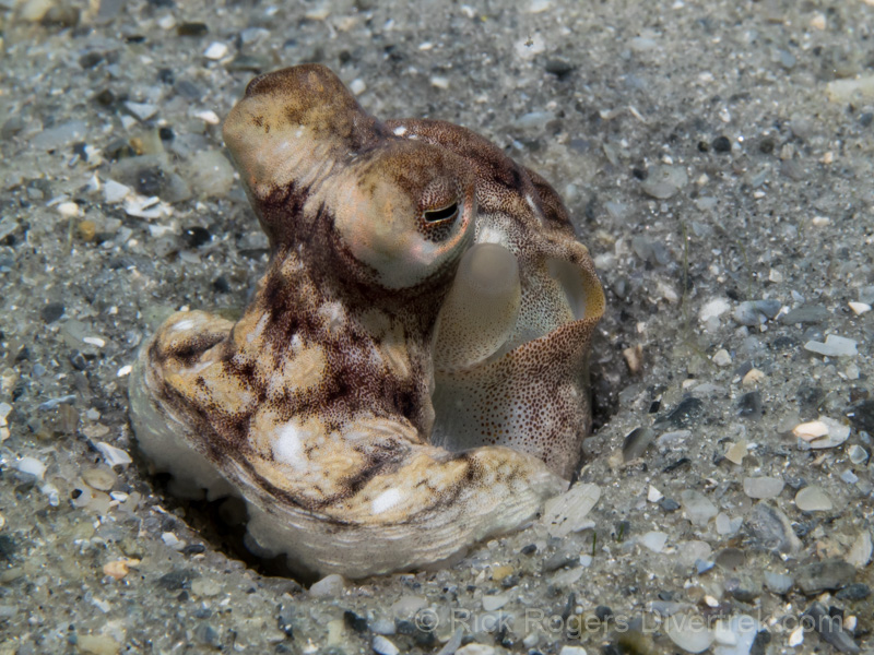 Atlantic Longarm Octopus at Blue Heron Bridge, Florida.