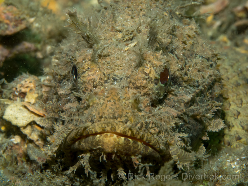 Stone fish at Blue Heron Bridge Bridge, Florida.
