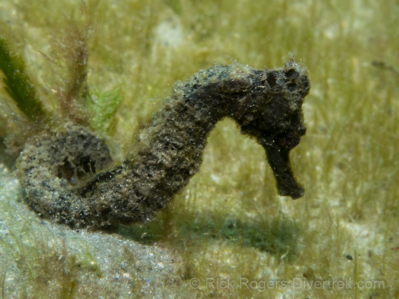 Long Snout Seahorse at Blue Heron Bridge, Florida.