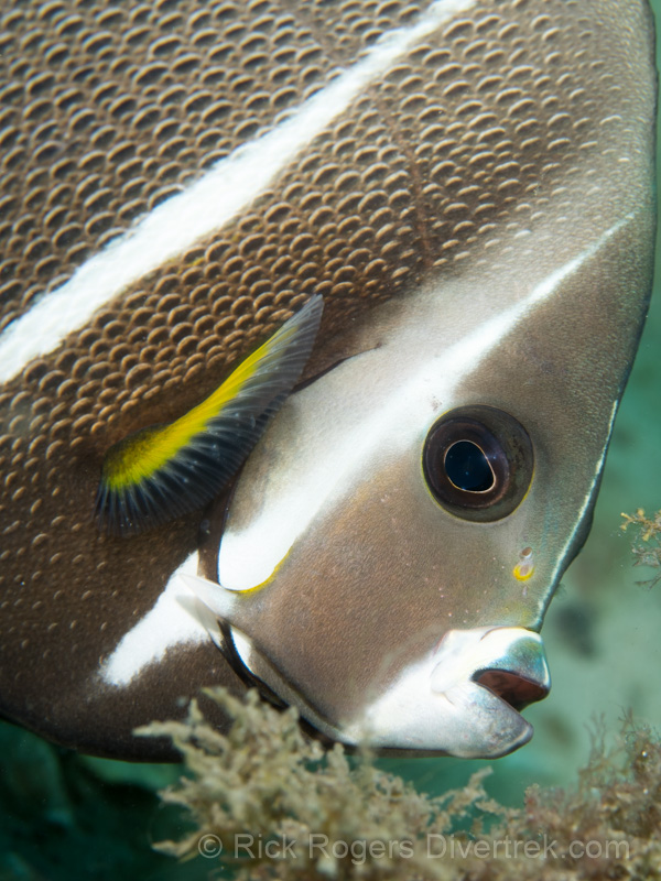 Immature French Angelsfish.