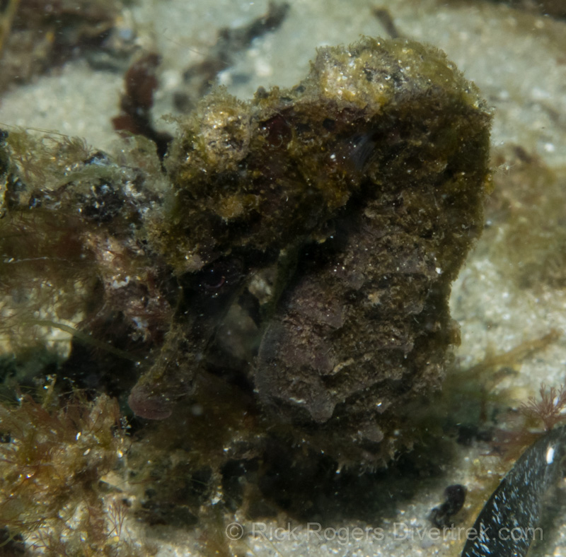 Sea horse at blue heron bridge.