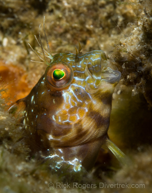 Seaweed Blenny, Blue Heron Bridge, florida.