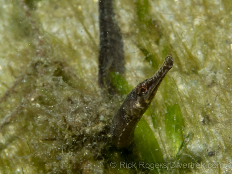 Dusky (Florida) Pipefish, Blue Heron Bridge, Florida.
