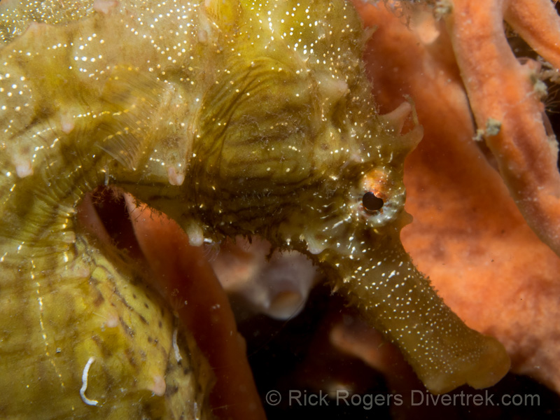 Lined Seahorse, Blue Heron bridge.