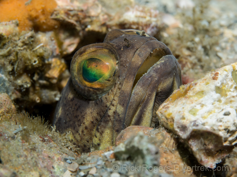Banded Jawfish, Blue Heron bridge, Florida.