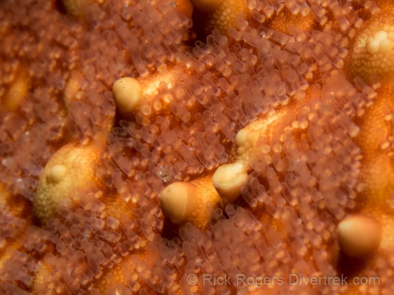 Blue Heron Bridge diving, Florida.