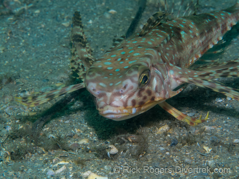 Flying Gurnard (Sea Robin)