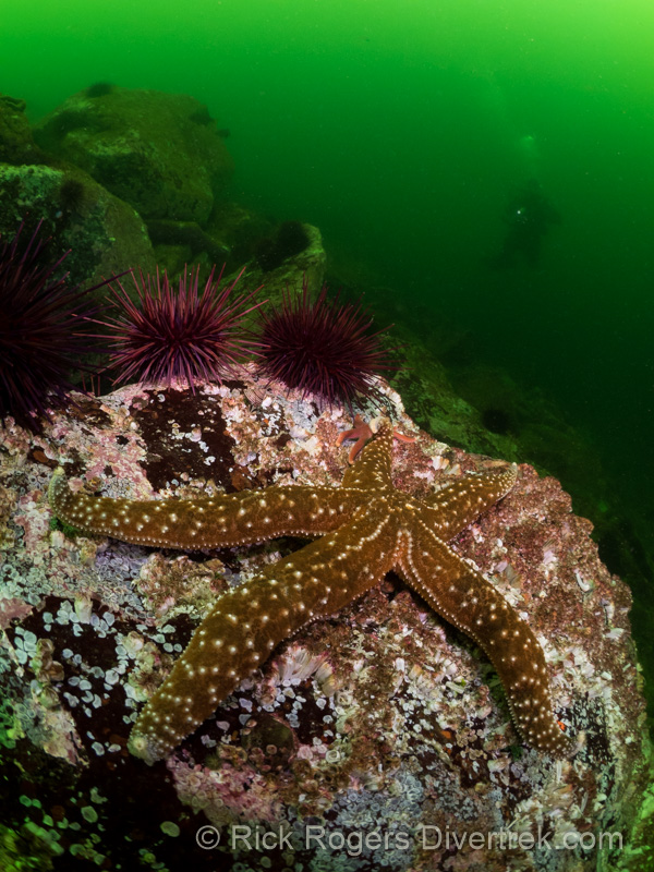 green Mottled Sea star.