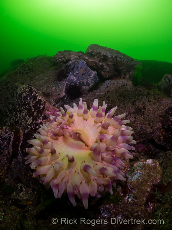 Stubby Rose Anenome, Urticina coriacea.
