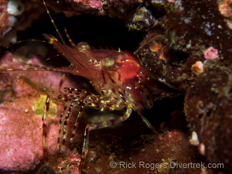 Rough Patch shrimp, Pandalus stenolepsis.