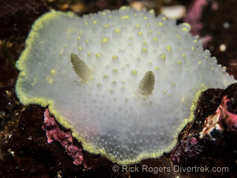 Yellow-Rimmed Nudibranch, Cadlina luteomarginata
