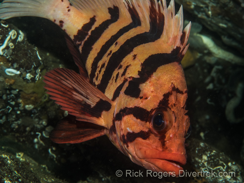 Tiger Rockfish, Sebastes nigrocinctus.