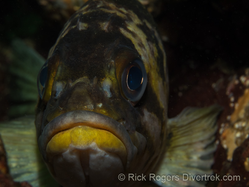 Copper Rockfish