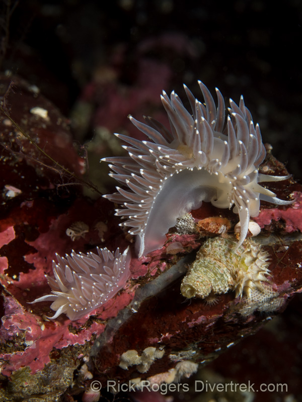 Red Flabellina, Flabellina trophina.