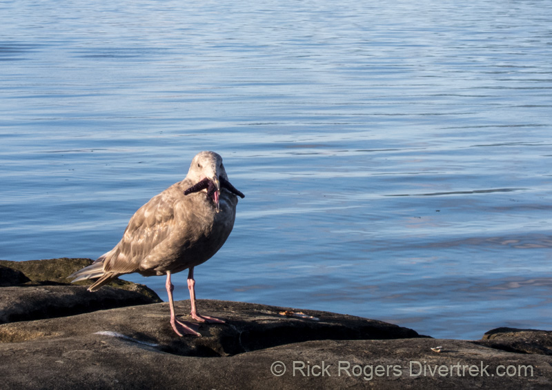 Sea gull swallowing a sea star.