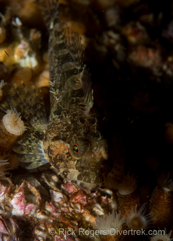 Scalyhead Sculpin, Artedius harringtoni.