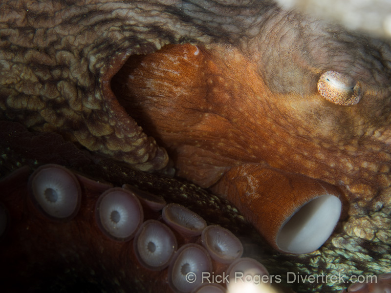Giant Pacific Octopus in den.