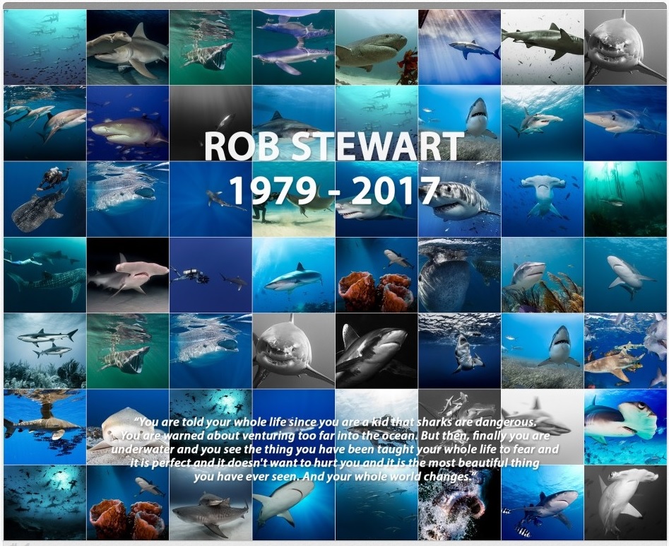 Rob Stewart Wall of Sharks Tribute.