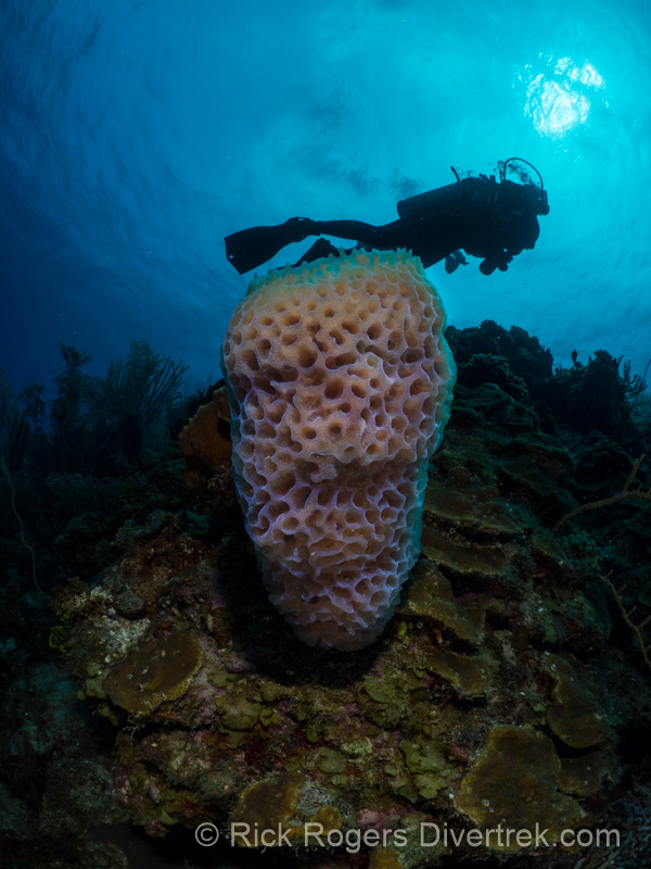 Azure Vase sponge at Saba divesite in Curacao.
