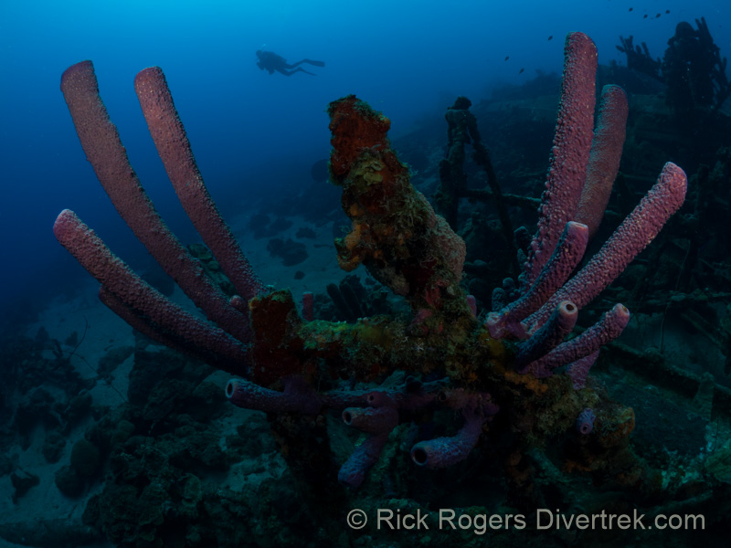 Car Pile dive site at Curacao