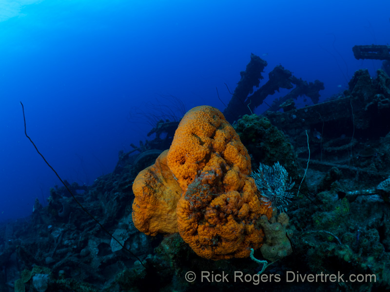 Car Pile dive site at Curacao.