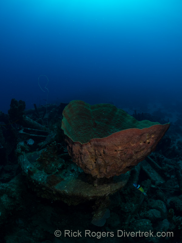 Bell sponge at Car pile dive site curacao.