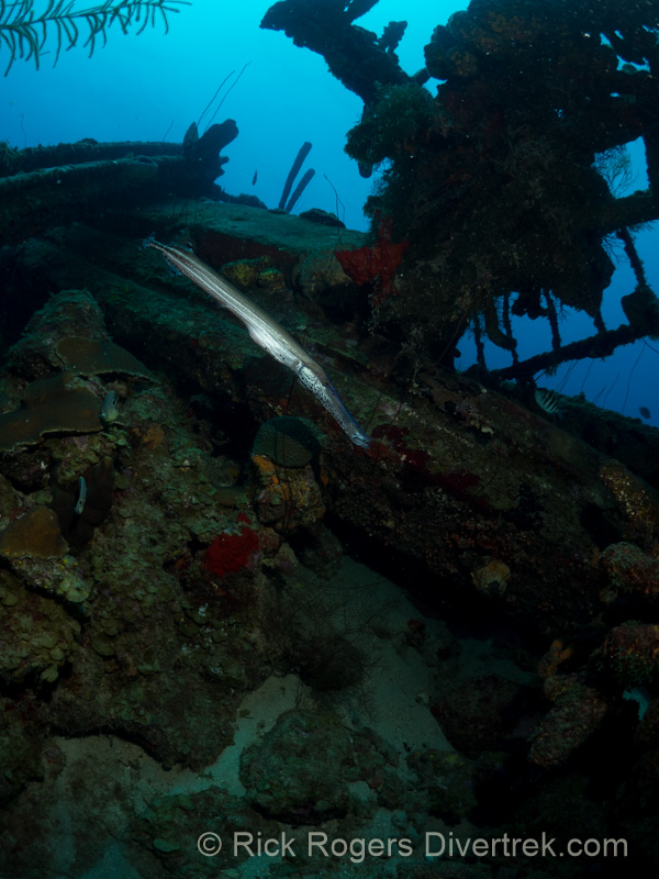 Trumpetfish at the Car Pile dive site Curacao.