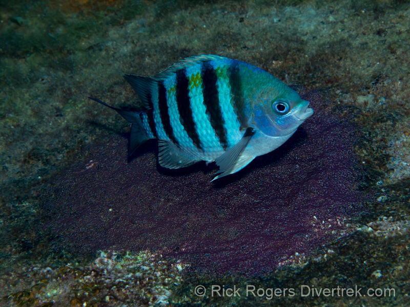 A male Sergeant Major guarding eggs.